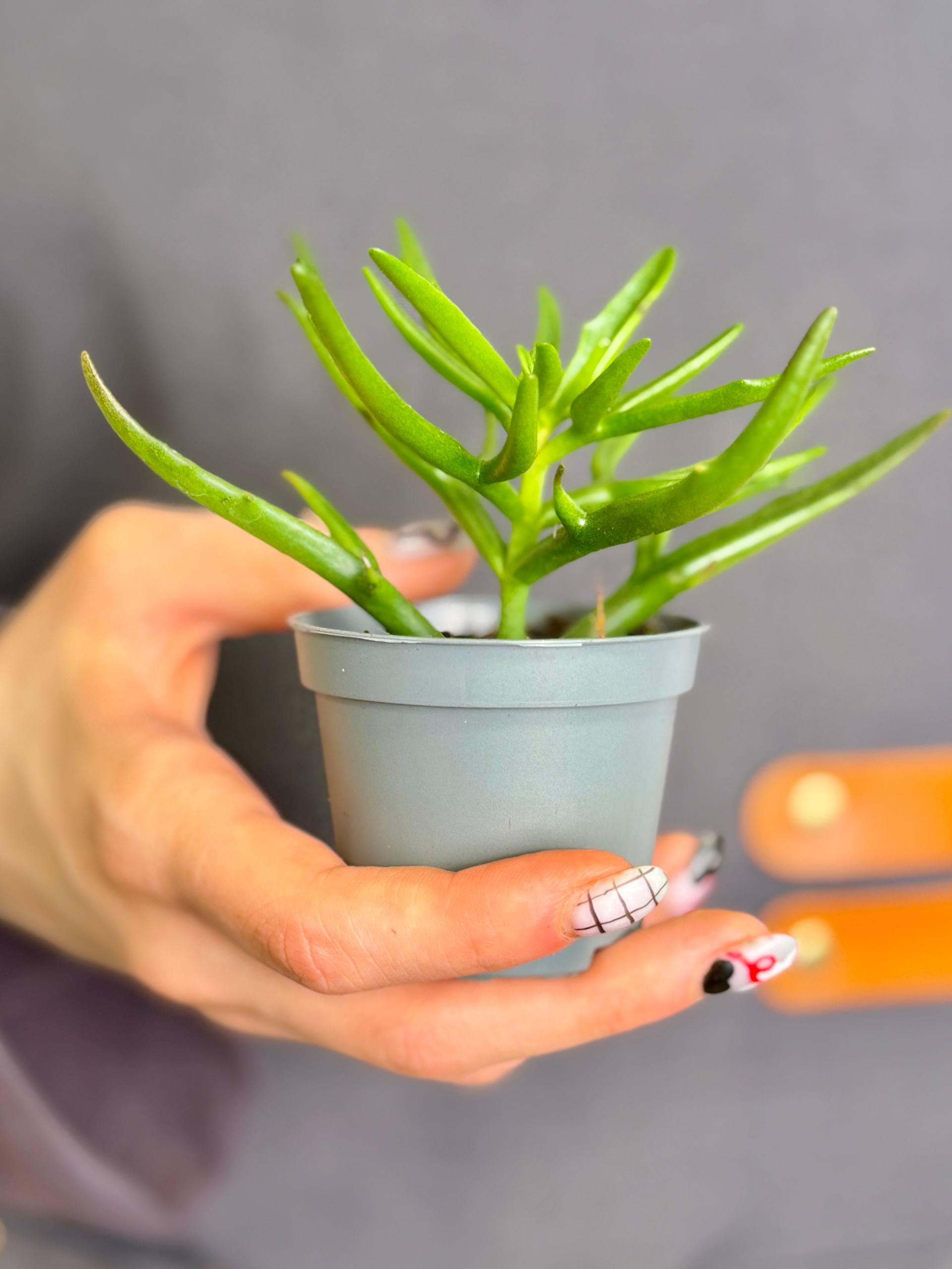 Каланхоэ Спайдер Грин (Kalanchoe Spider Green) D6см