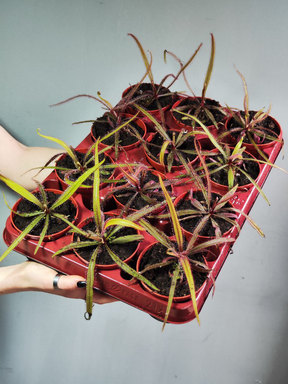 Росянка Адель (Drosera Adelae) D9см