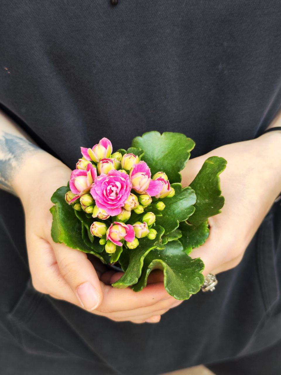 Каланхоэ Розалина Розовая (Kalanchoe Rosalina Pink) D6см