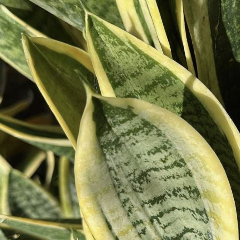 Сансевиерия Ханни Сан (Sansevieria Hahnii Sun) D9см