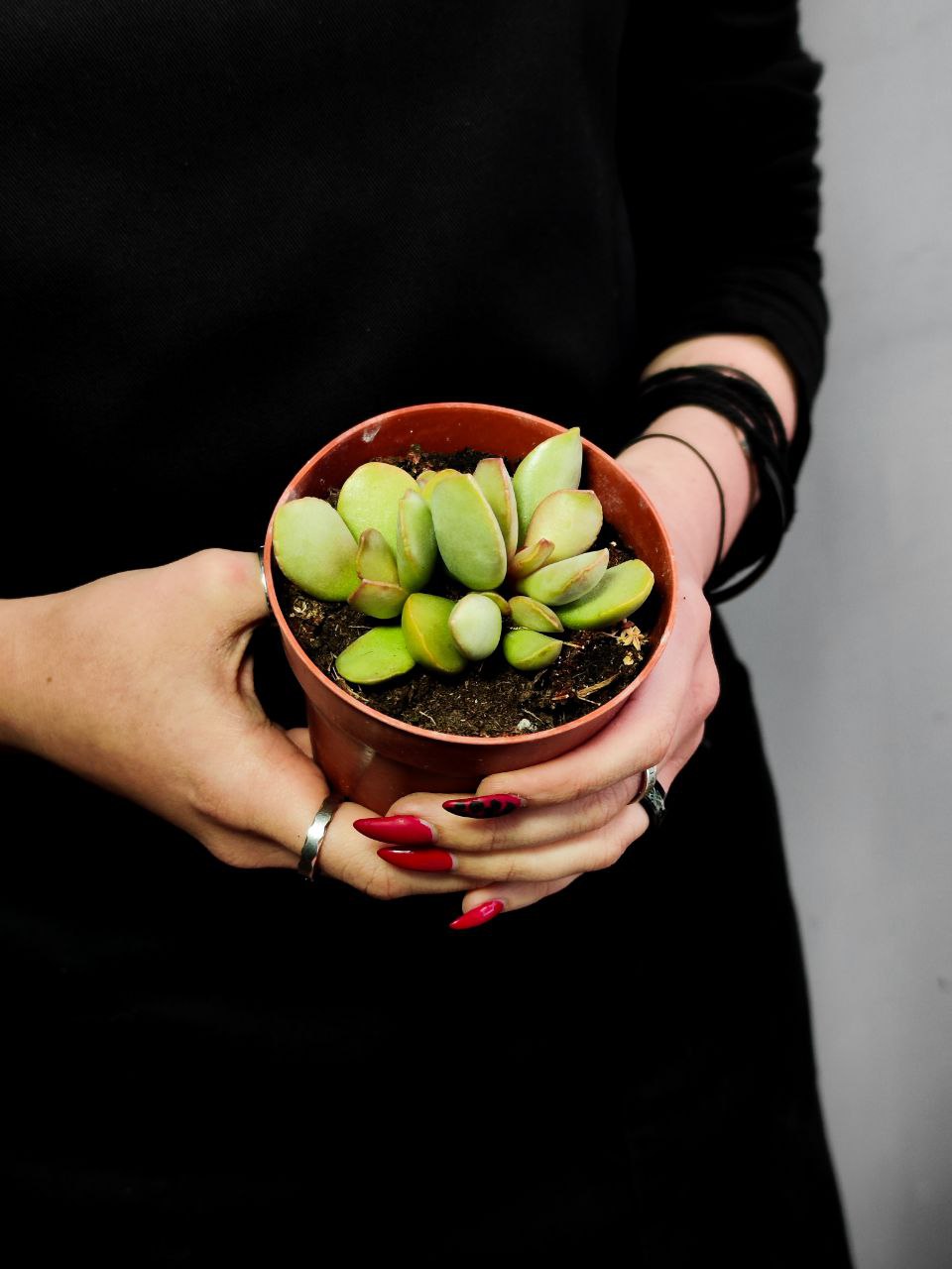 Адромискус Пинк Блаш (Adromischus Pink Blush) D8,5см