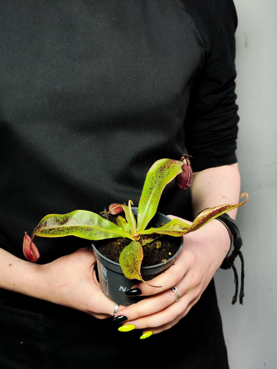Непентес Ампулярия Красная (Nepenthes Ampullaria Red) D9см