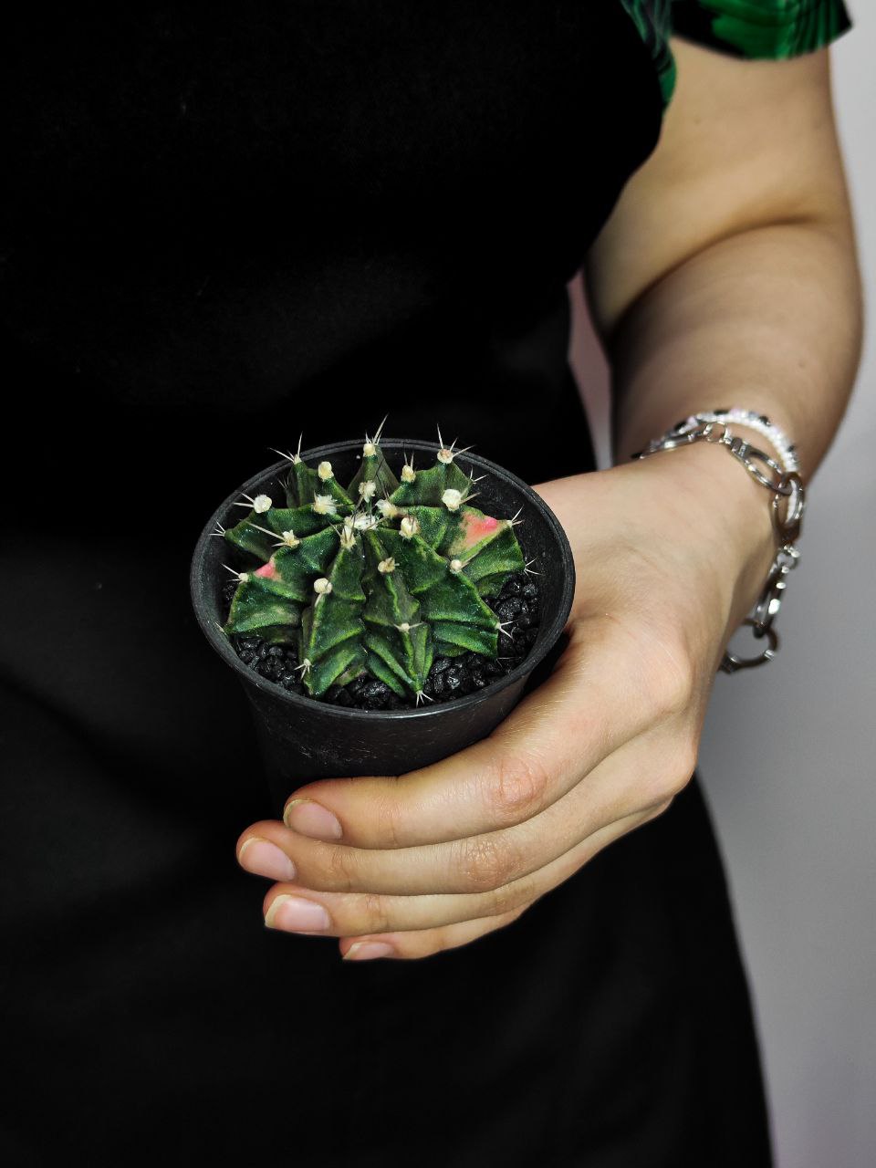 Кактус Гимнокалициум Михановича Недовариегата (Gymnocalycium Mihanovichii Variegata) D7см