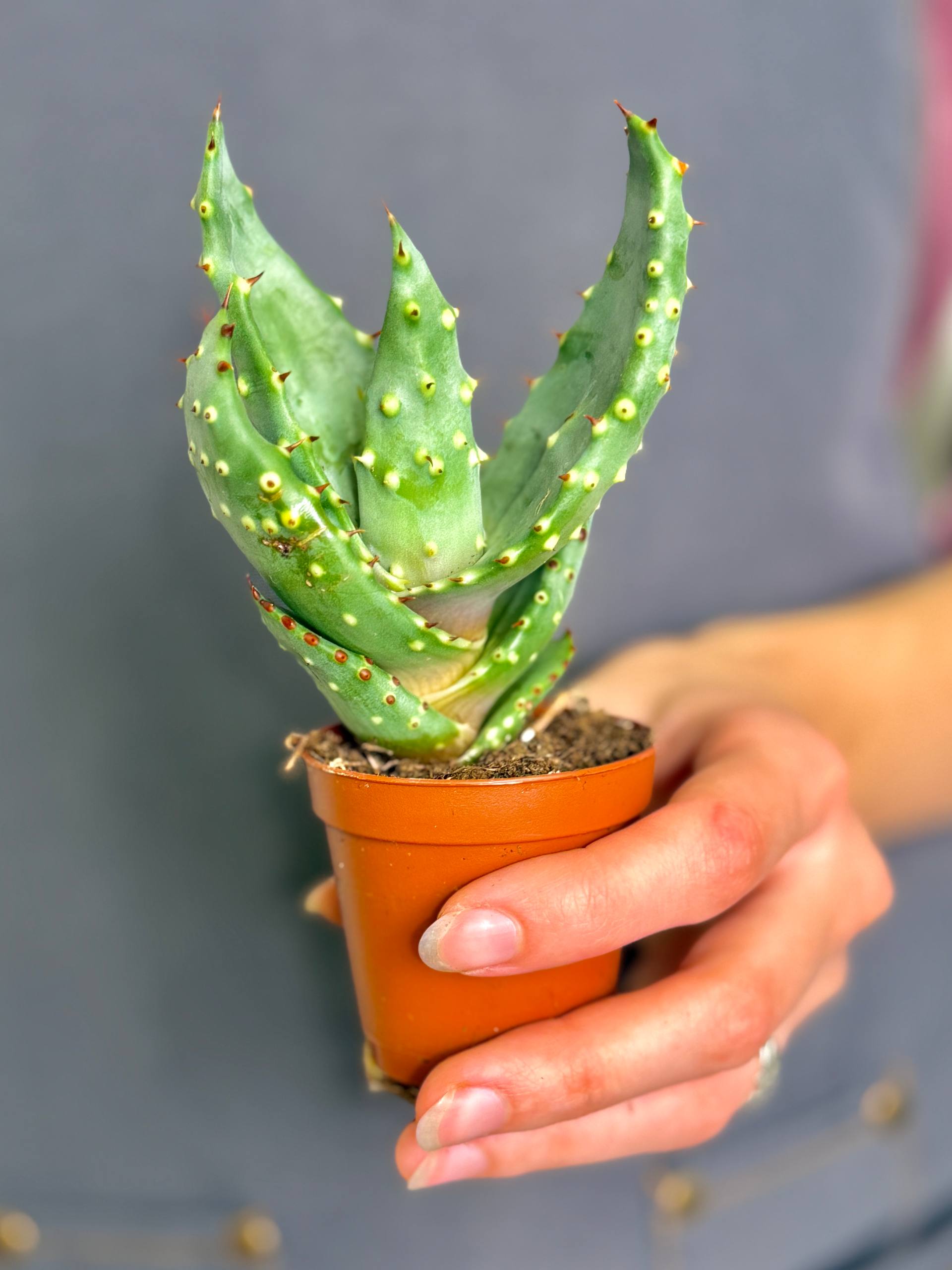 Алоэ булавоцветковое, или Алоэ Клавифлора (Aloe Claviflora) D5см