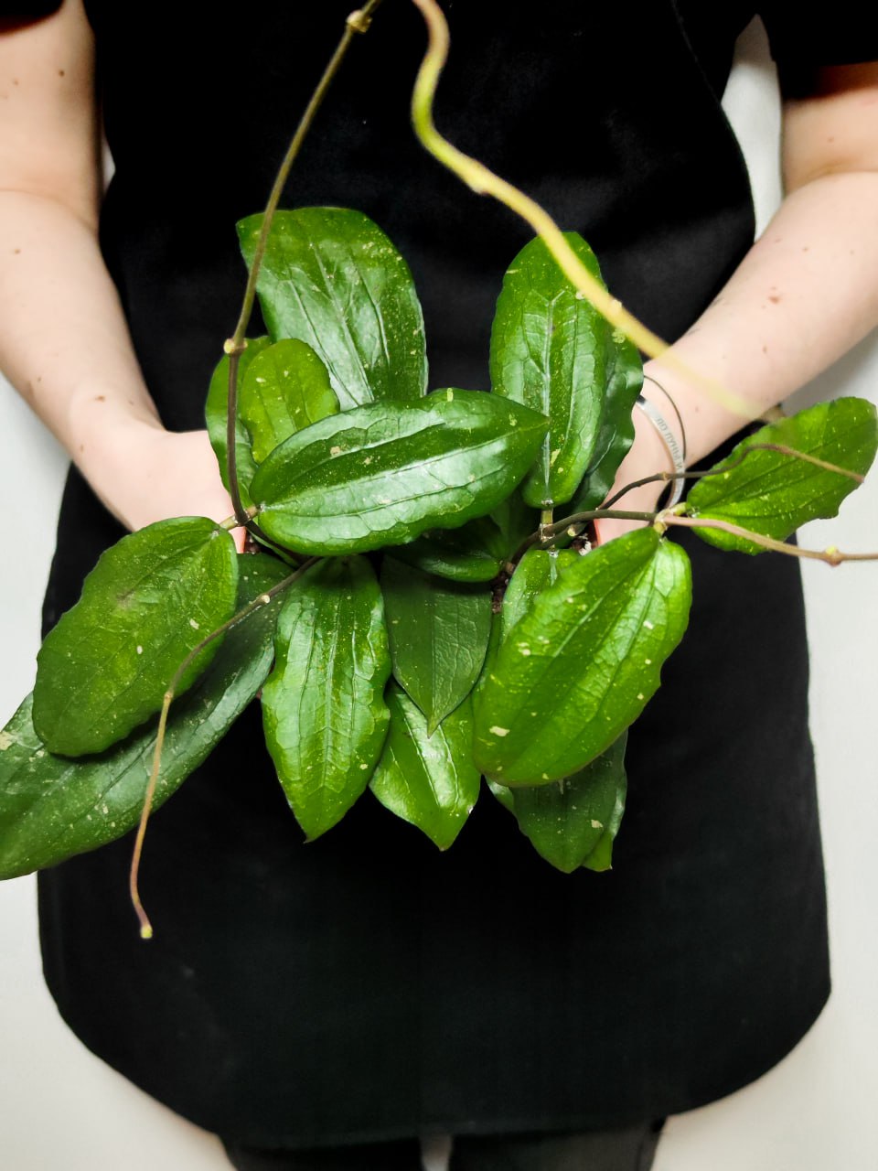 Хойя Эритрина (Hoya Erythrina) D12см