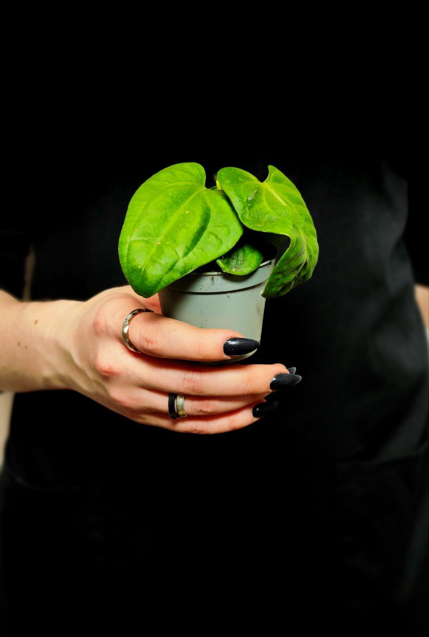 Антуриум Вилленаорум (Anthurium Villenaorum) D6см