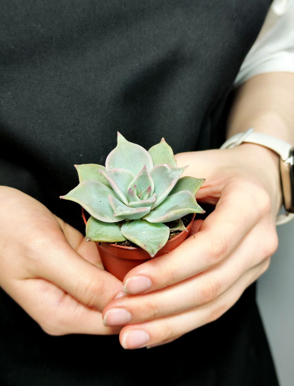 Эхеверия Мадиба (Echeveria Madiba) D5см