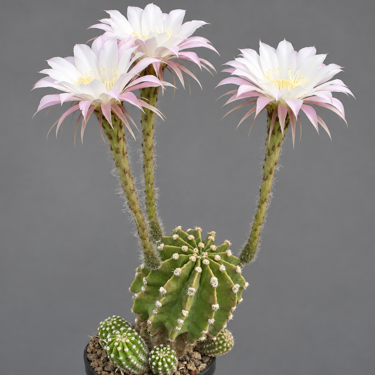 Эхинопсис Эрье (Echinopsis Eyriesii) D5см