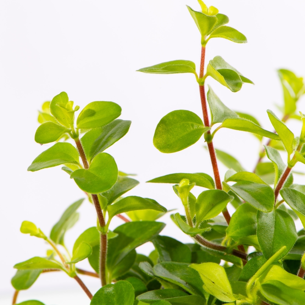 Пеперомия Круглолистная (Peperomia Rotundifolia) D5см