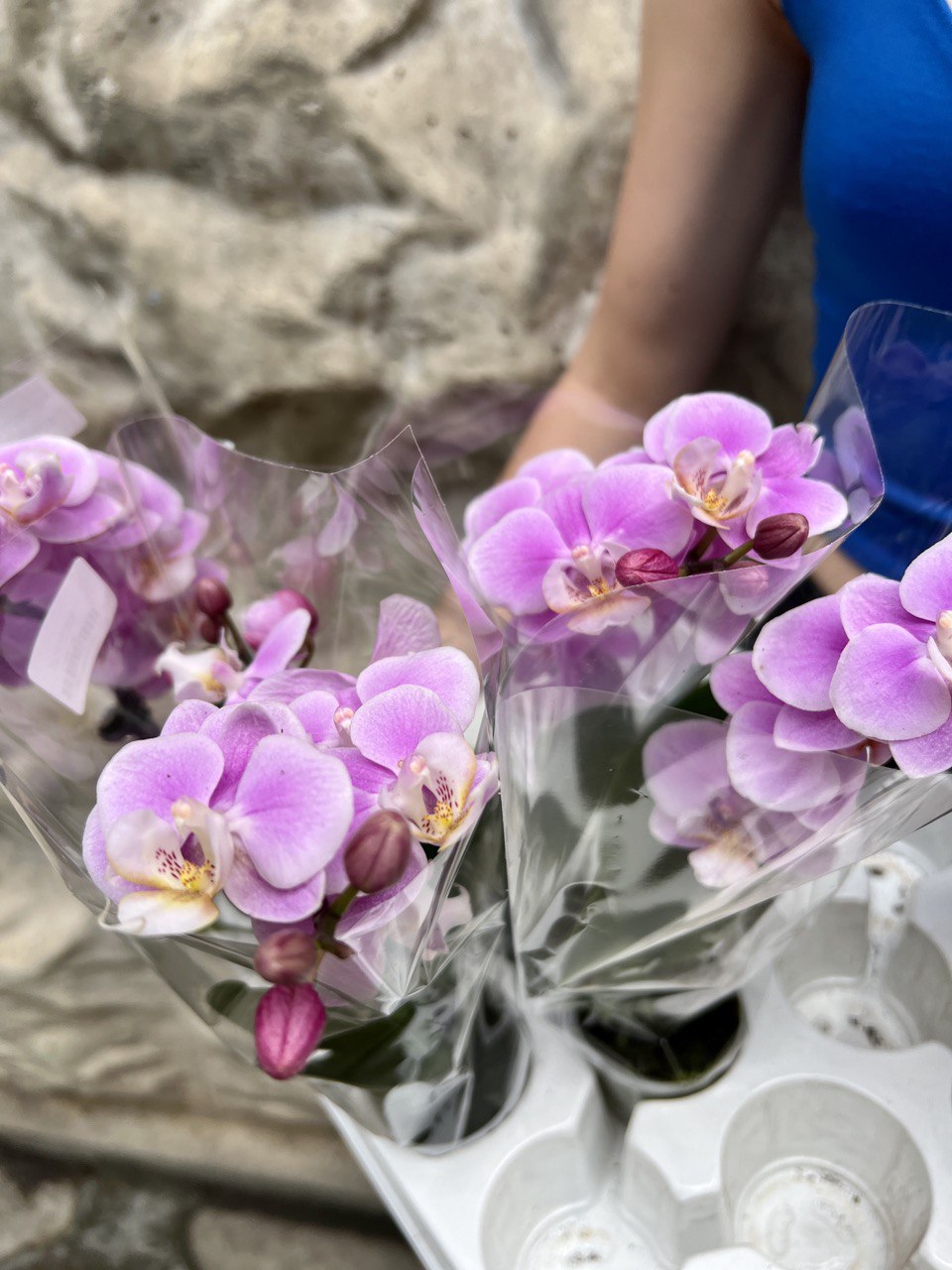 Орхидея Фаленопсис Розовая (Phalaenopsis Multiflora) D6см