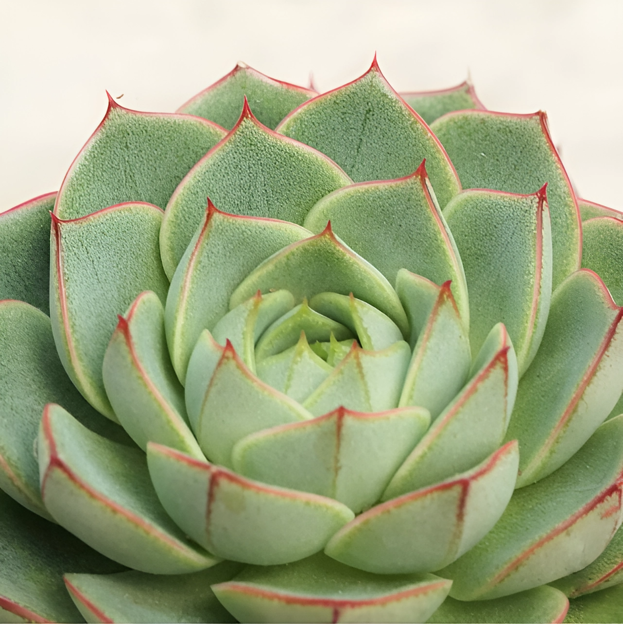 Эхеверия Фабиола (Echeveria Fabiola) D5см