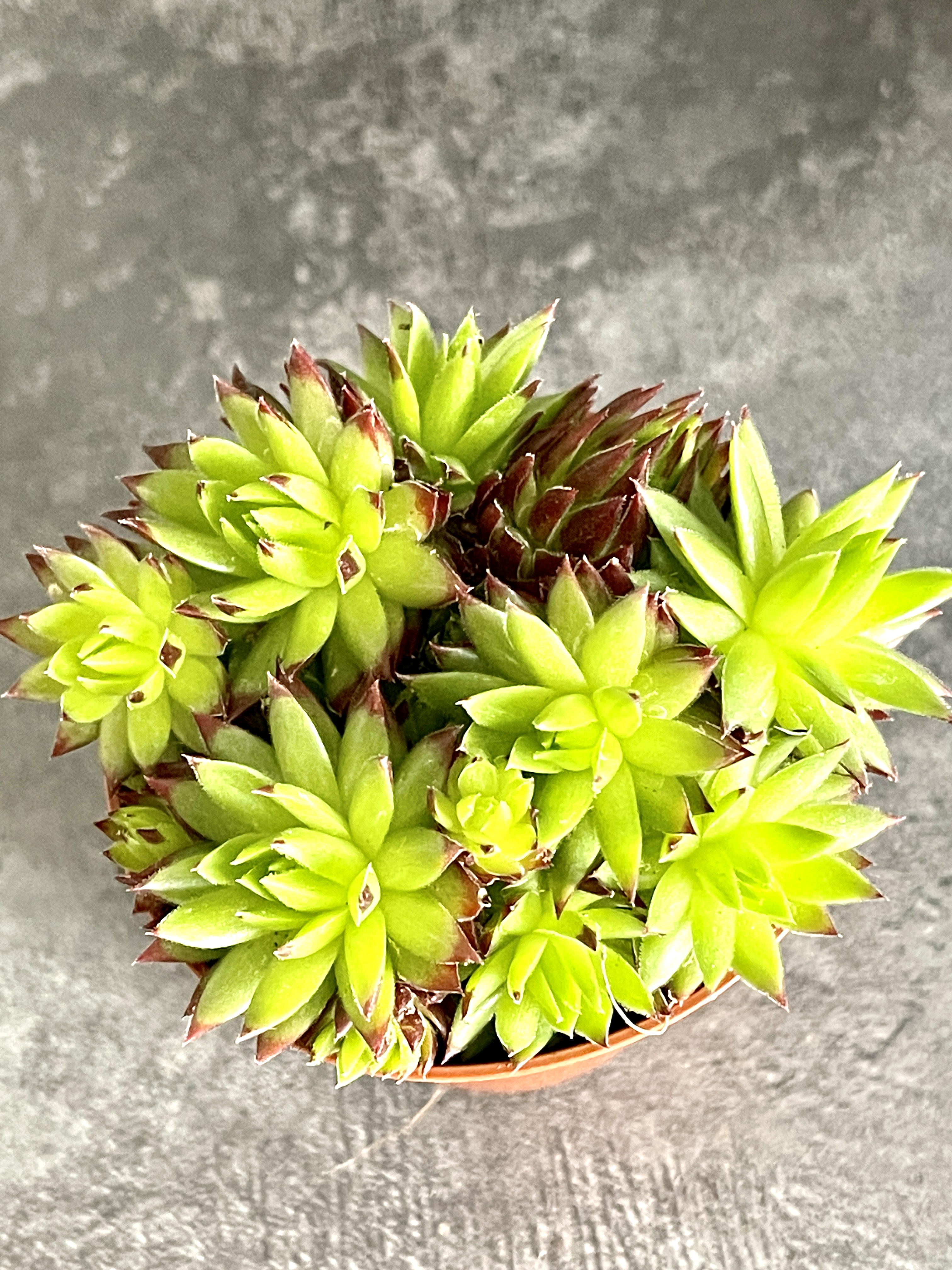 Молодило Кровельное (Sempervivum Tectorum) D5см
