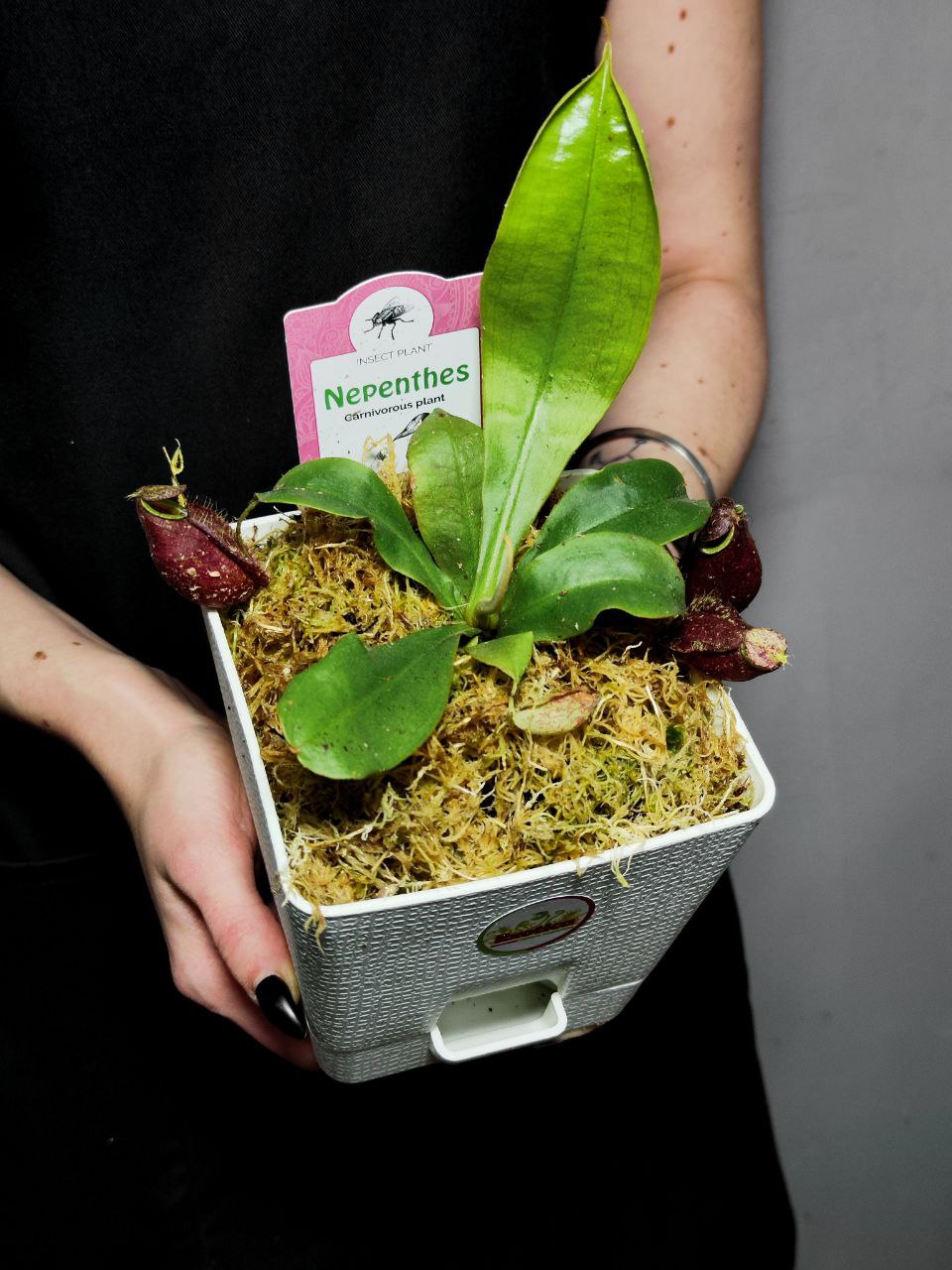 Непентес Ампулярия Красная (Nepenthes Ampullaria Red) D12см пересаженный