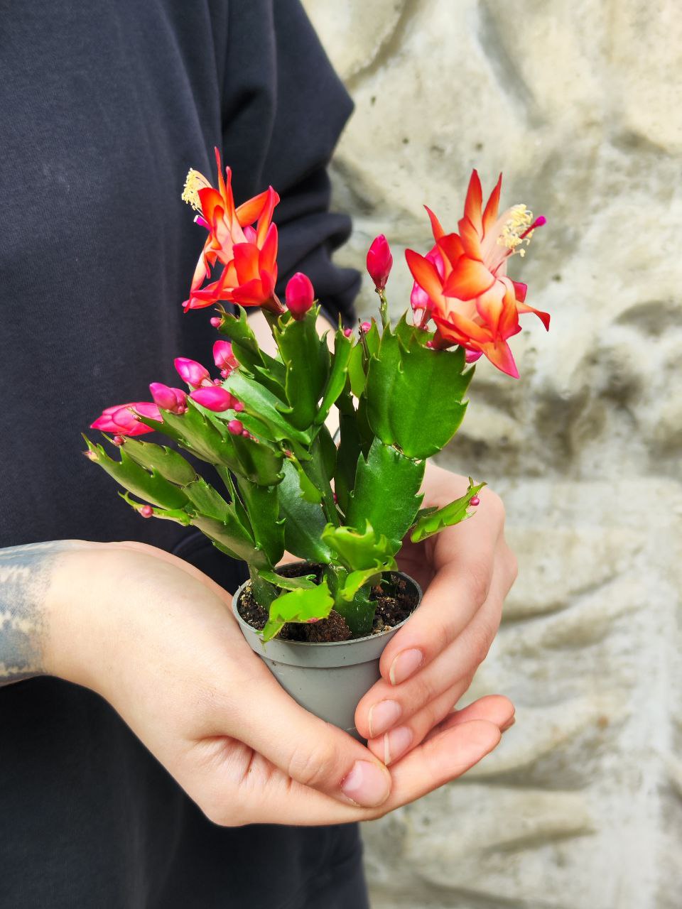 Декабрист Оранжевый, или Шлюмбергера (Schlumbergera Tendenza Orange) D6см