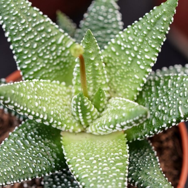 Хавортия Энон  (Haworthia Enon) D5см