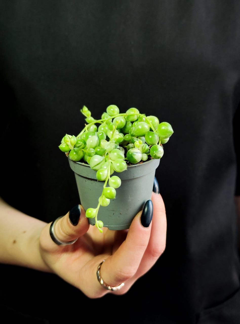 Крестовник Роули Вариегатный (Senecio Rowleyanus Variegata) D6см