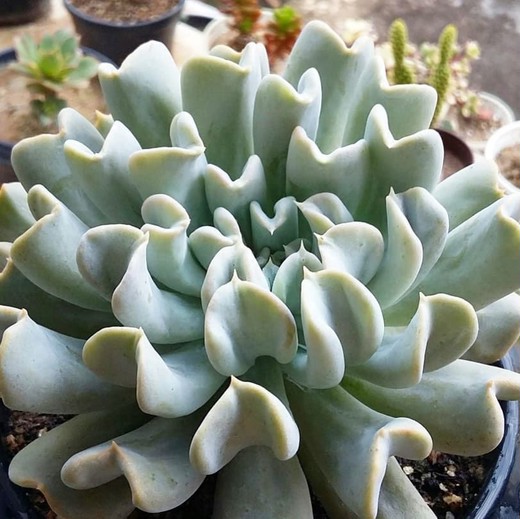 Эхеверия Топси Турви (Echeveria Topsy Turvy) D5см