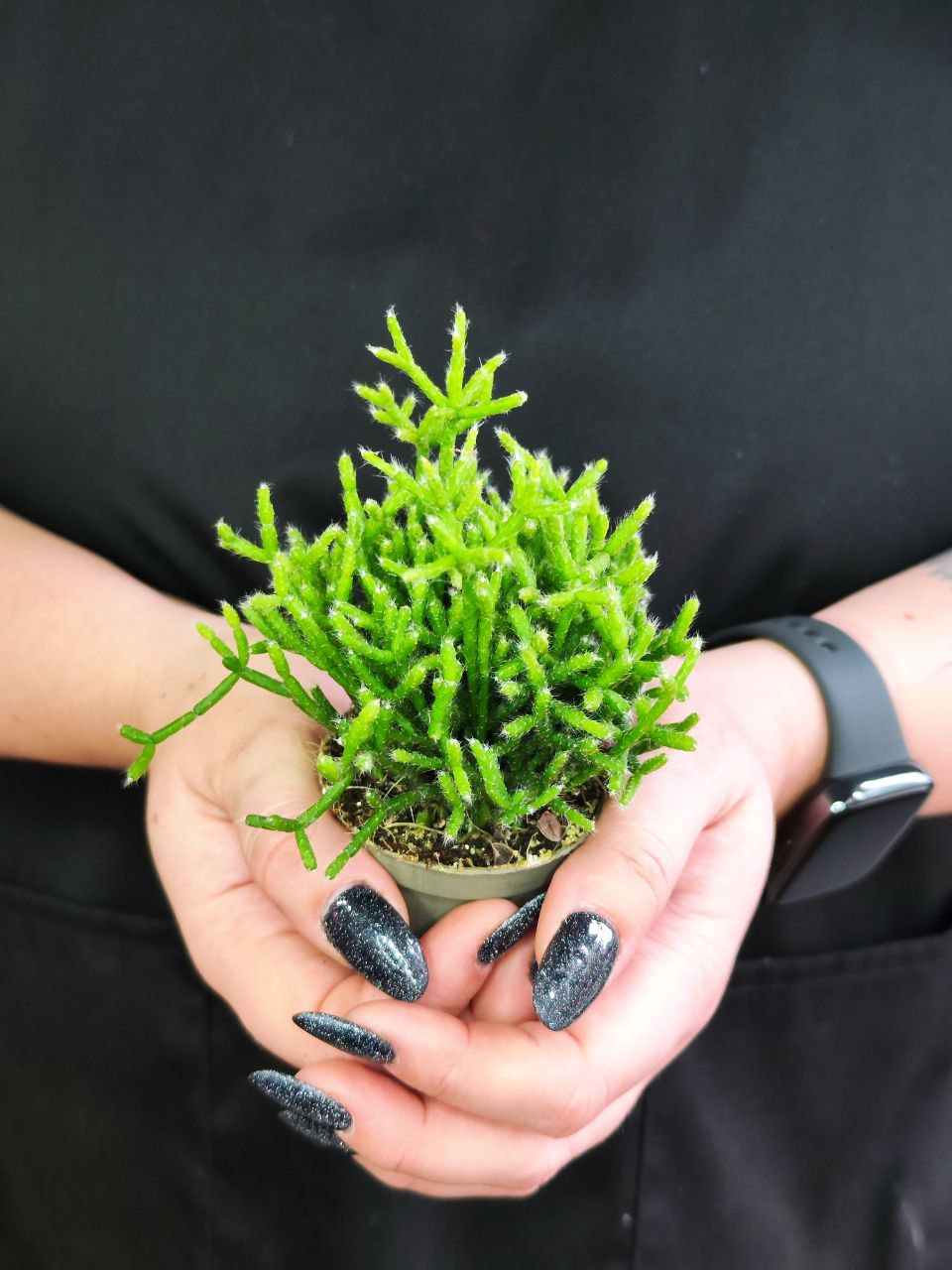 Рипсалис Цереускула (Rhipsalis Cereuscula) D5см
