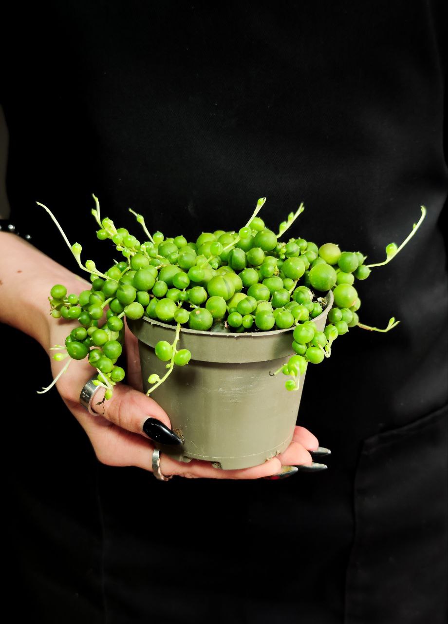 Крестовник Роули (Senecio Rowleyanus) D8,5см