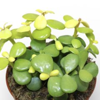 Крассула Портулакария Афра Лемон (Crassula Afra Lemon) D5см
