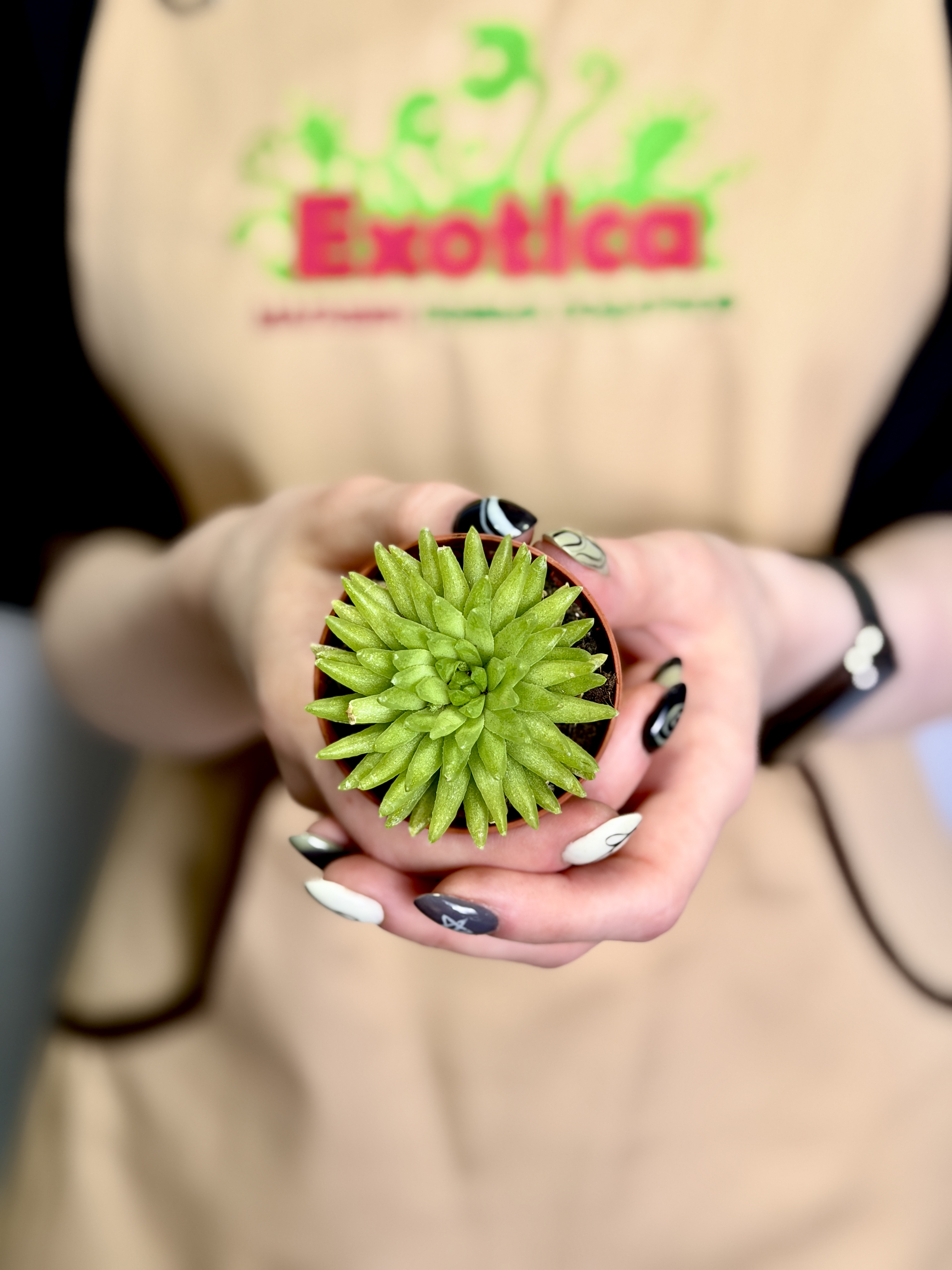 Хавортия Кикухигаса (Haworthia Kikuhigasa) D5см