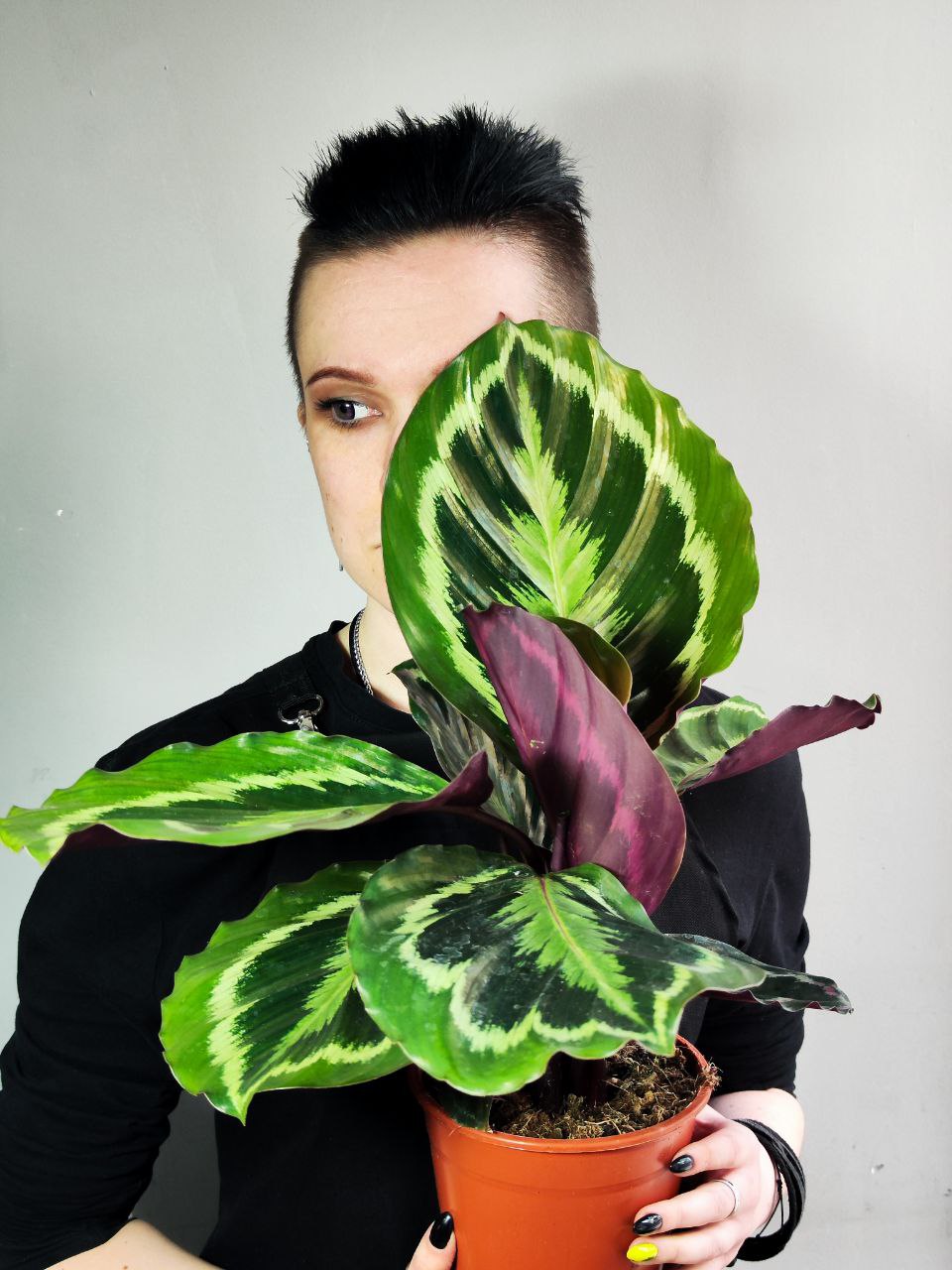 Калатея Медальон (Calathea Roseopicta Medallion) D14см