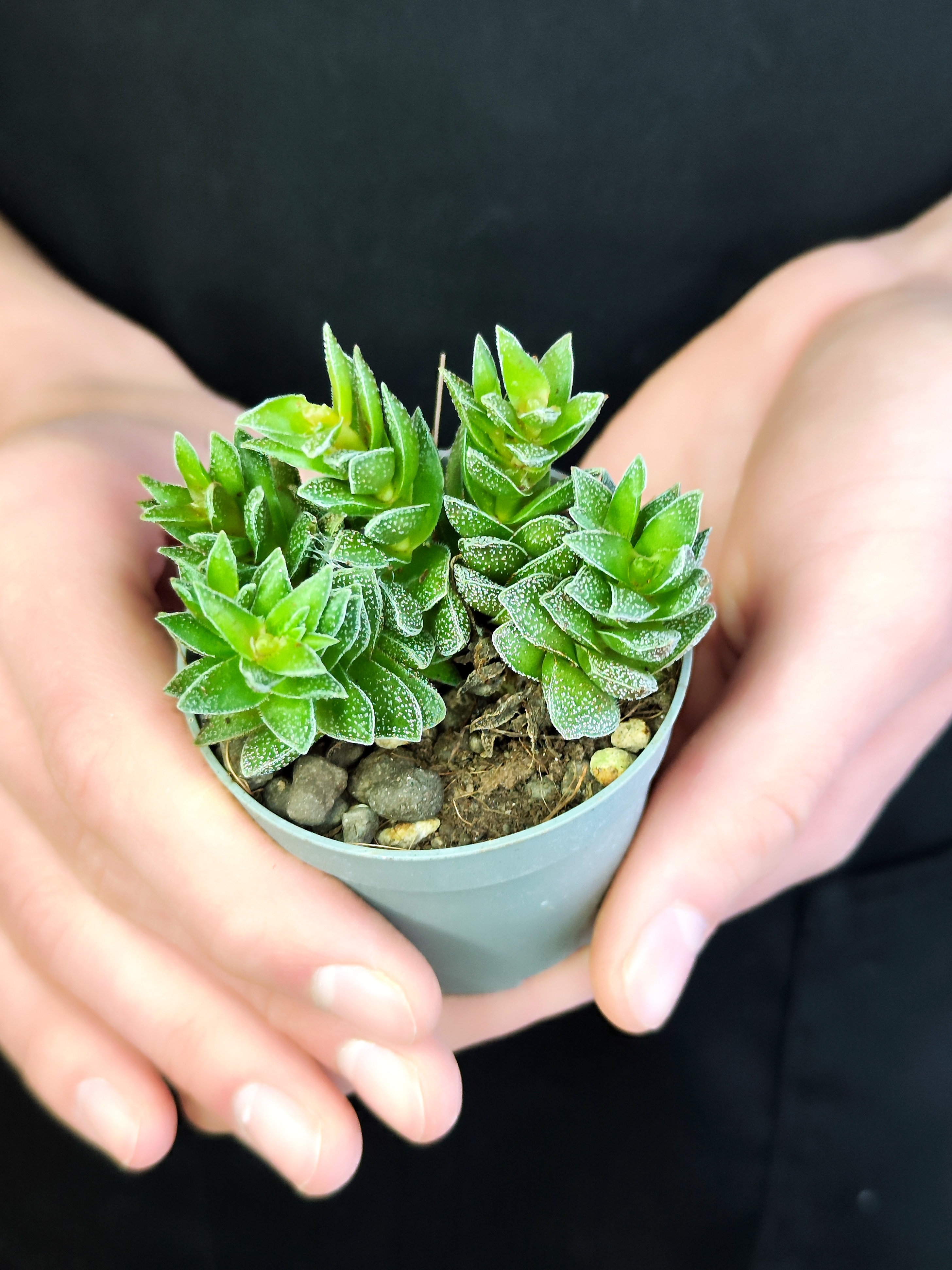 Крассула Фрости (Crassula Frosty) D6см