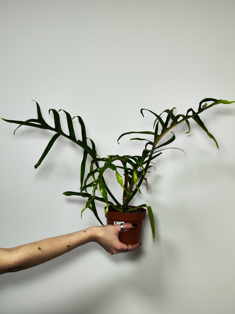 Филодендрон Элеганс Тортум (Philodendron Tortum) D11см