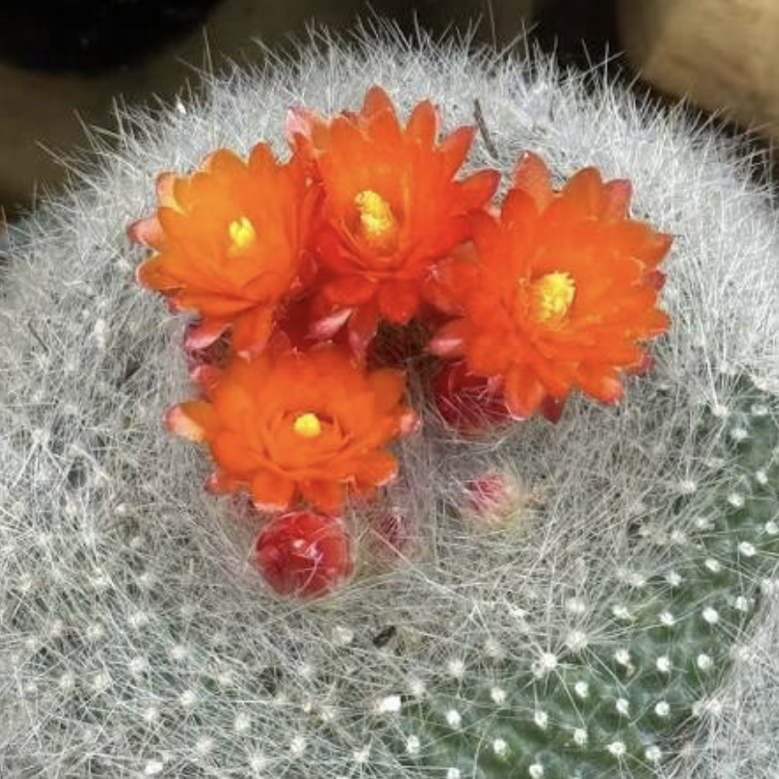 Нотокактус Хазельберга Груп, или Пародия Хазельберга (Notocactus Hasselbergii Group) D5см