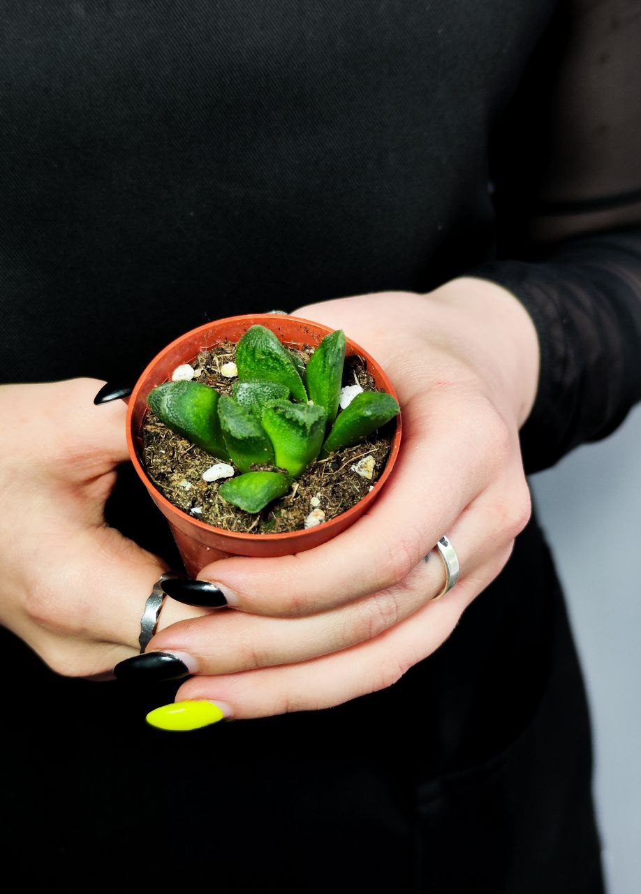 Хавортия Маугани Гибрдный (Haworthia Maughanii X Truncata) D5см