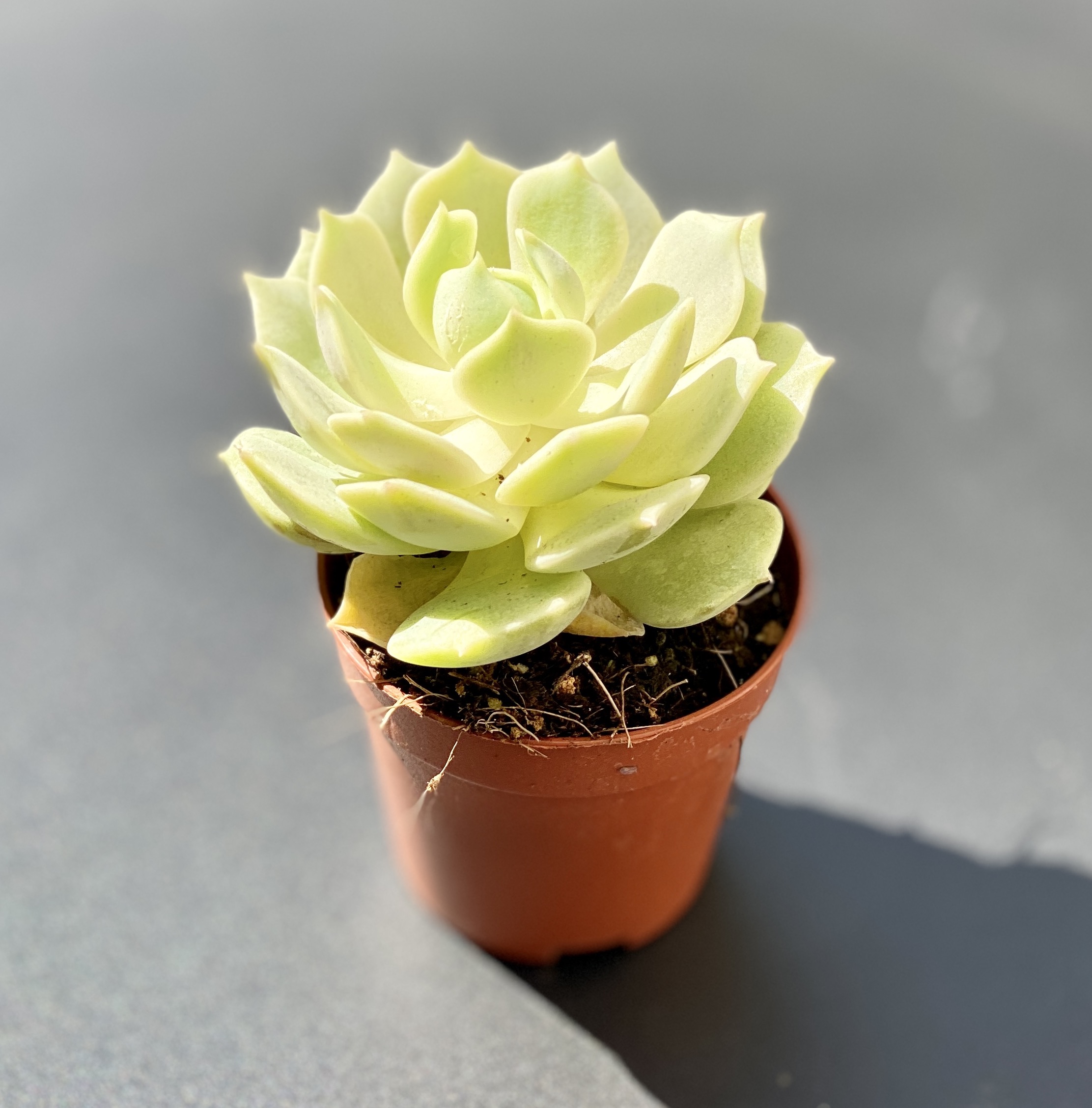 Эхеверия Лола (Echeveria Lola) D5см