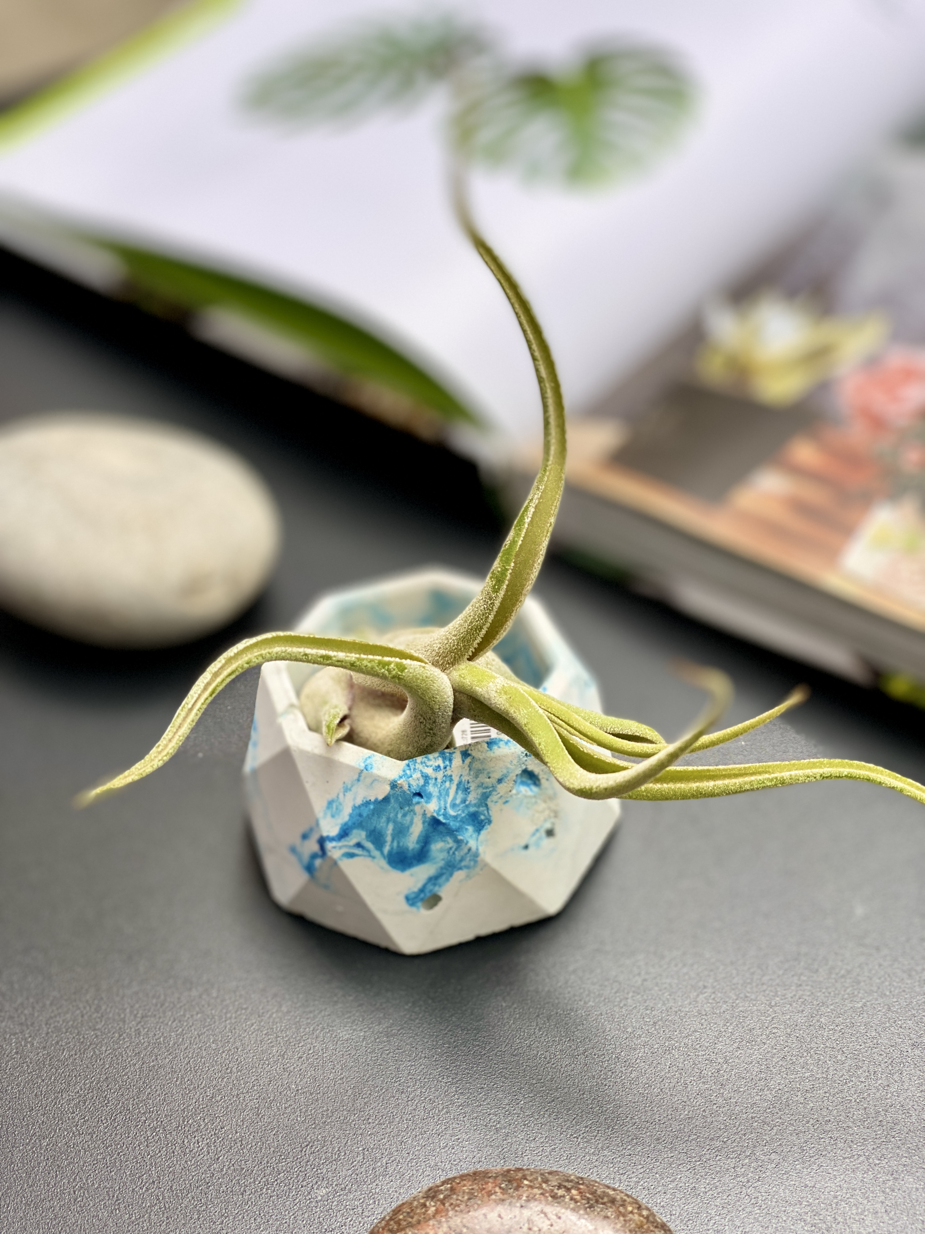 Тилландсия Голова Медузы (Tillandsia Caput Medusae)