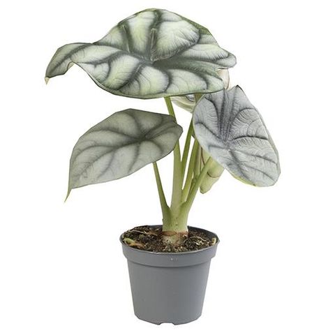 Алоказия Сильвер Драгон (Alocasia Silver Dragon) D6см