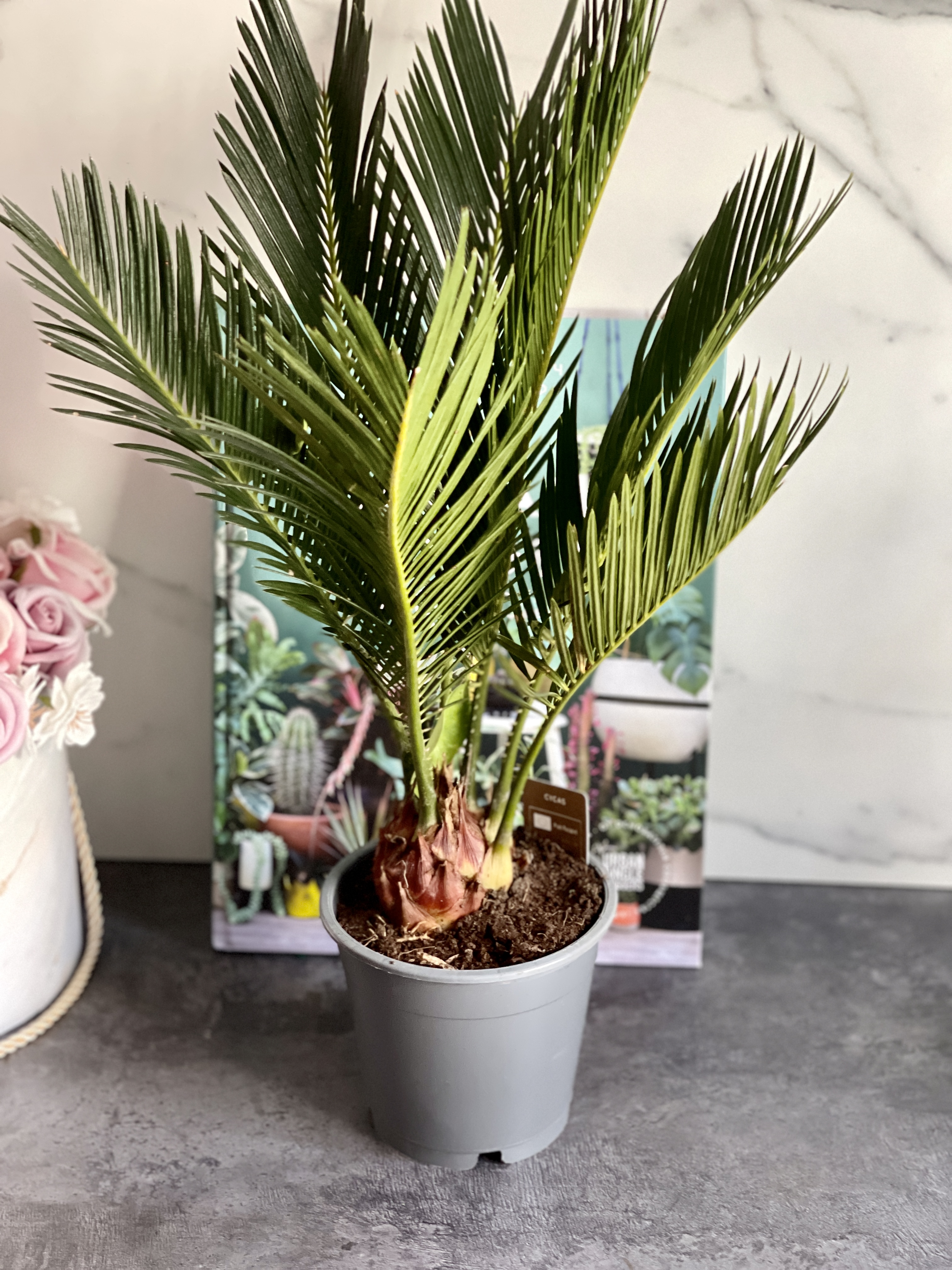 Цикас Революта (Cycas Revoluta) D14см