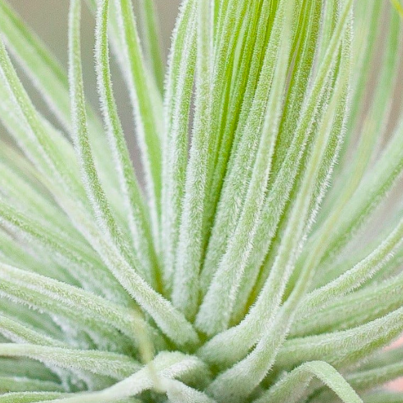 Тилландсия Магнусиана (Tillandsia Magnusiana)