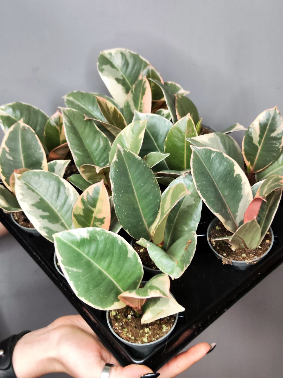 Фикус Эластика Тинеке (Ficus Elastica Tineke) D6см