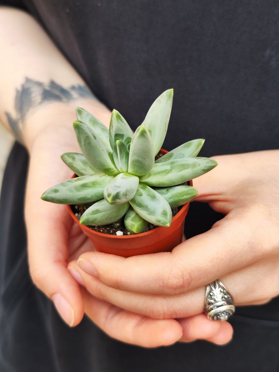 Пахифитум Компактный (Pachyphytum Compactum) D5см