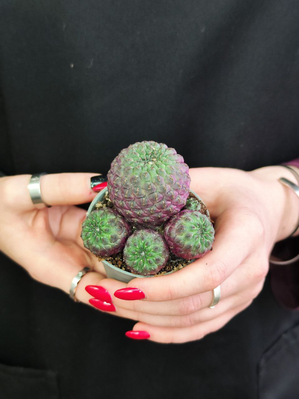Сулькоребуция Рауша Фиолетовая (Sulcorebutia Rauschii Violet) D5см