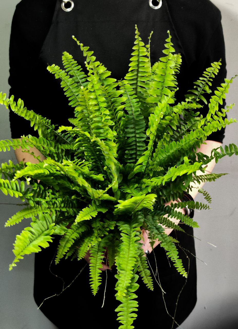 Нефролепис Грин Леди (Nephrolepis Green Lady) D12см