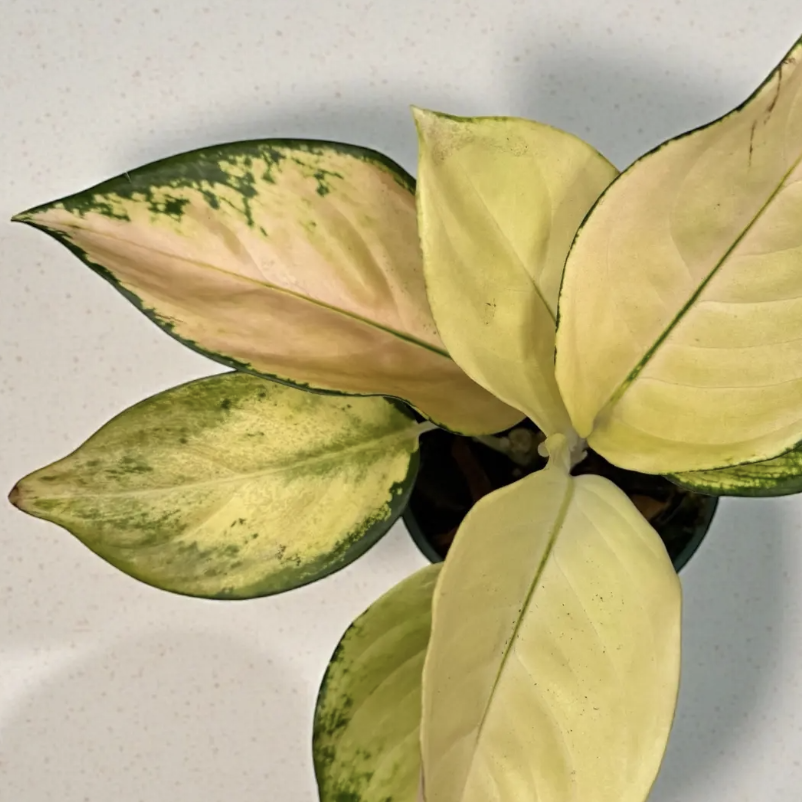 Аглаонема Голден (Aglaonema Golden) D12см