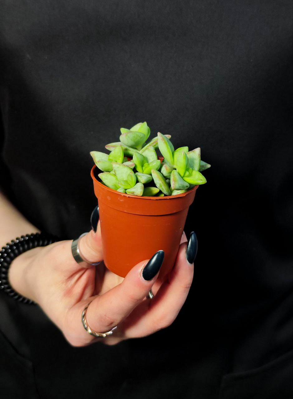 Крассула Рупестрис Грин (Crassula Rupestris Green) D5см