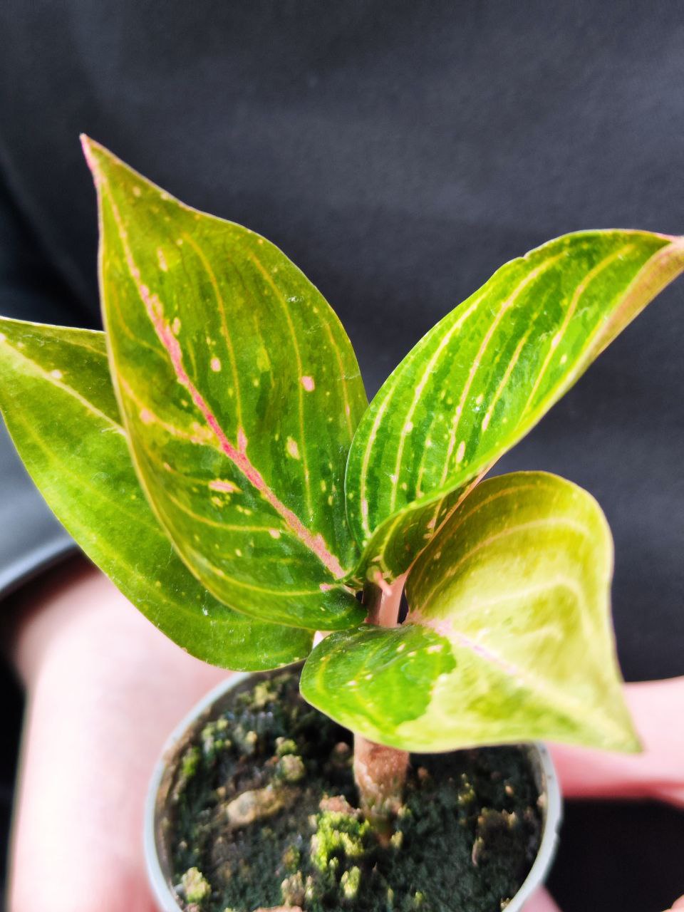 Аглаонема Красный Рубин (Aglaonema Ruby Red) D6см
