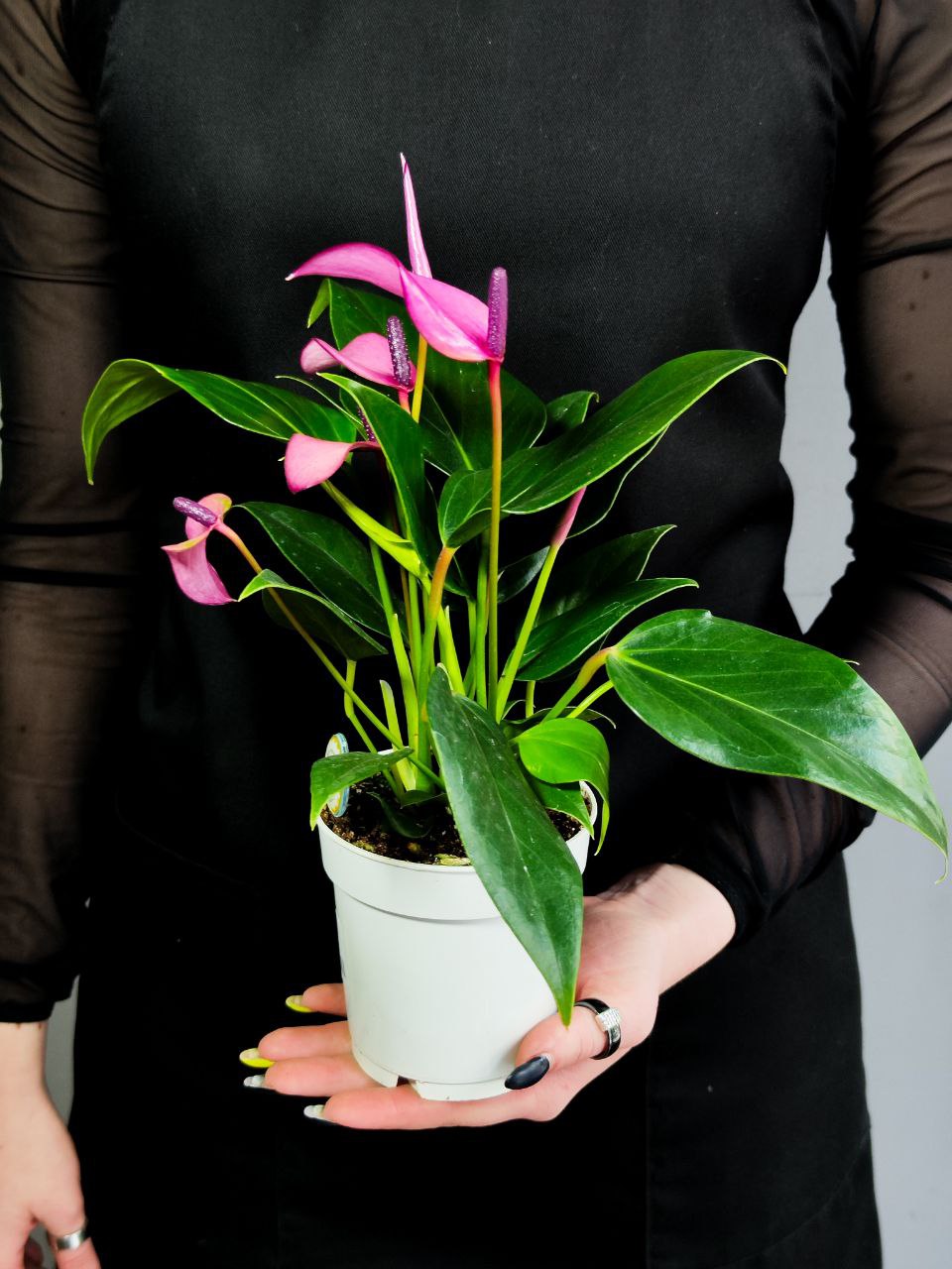Антуриум Андре Зизу (Anthurium Andre Zizou) D9см