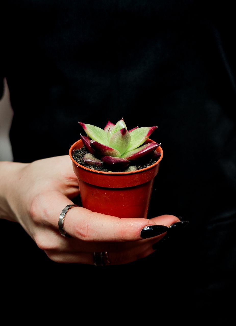 Эхеверия Агавовидная Ромео (Echeveria Agavoides Romeo) D5см