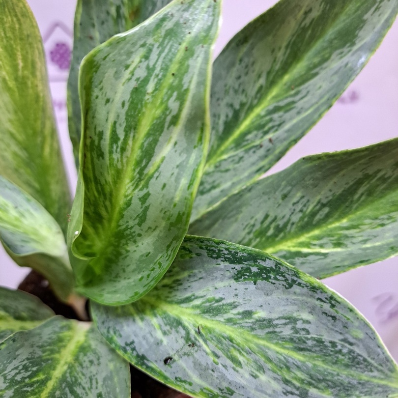 Аглаонема Эмеральд Грей (Aglaonema Emerald Gray) D12см