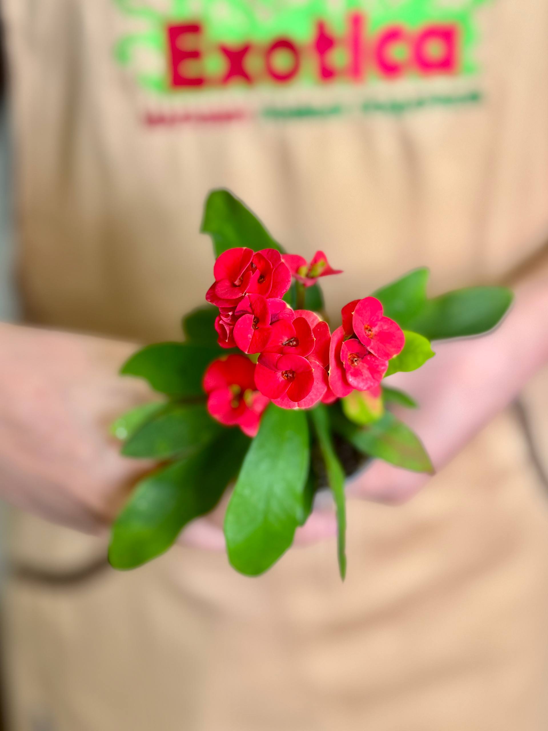 Эуфорбия Миля Красная (Euphorbia Milii Red) D6см