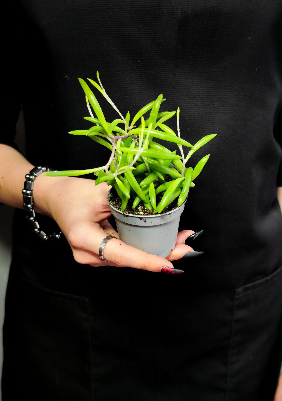 Крестовник Пурпл Флэш (Senecio Herreianus Purple Flush) D6см