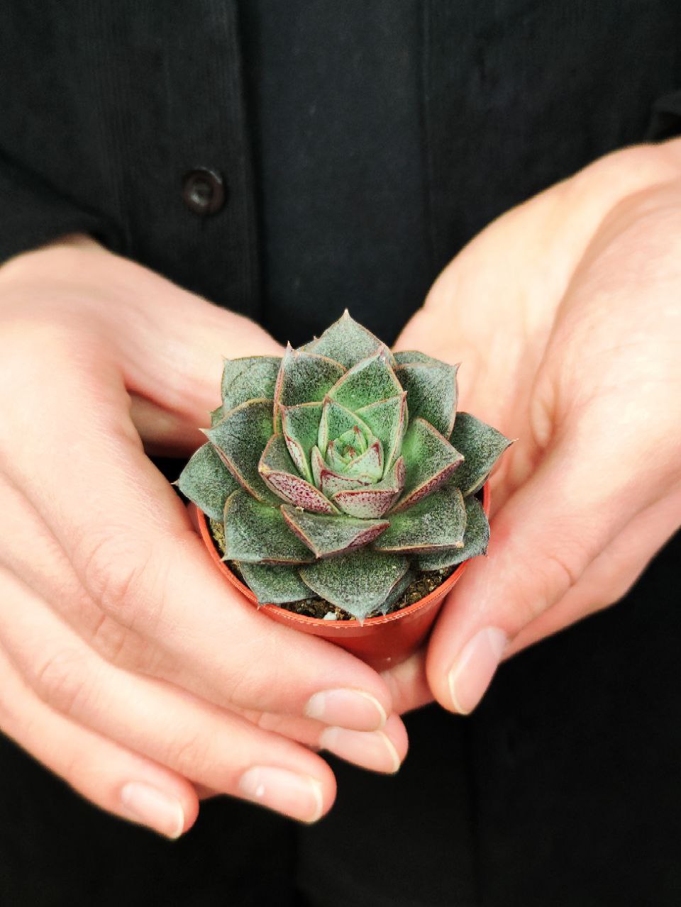 Эхеверия Пурпузорум (Echeveria Purpusorum) D5см