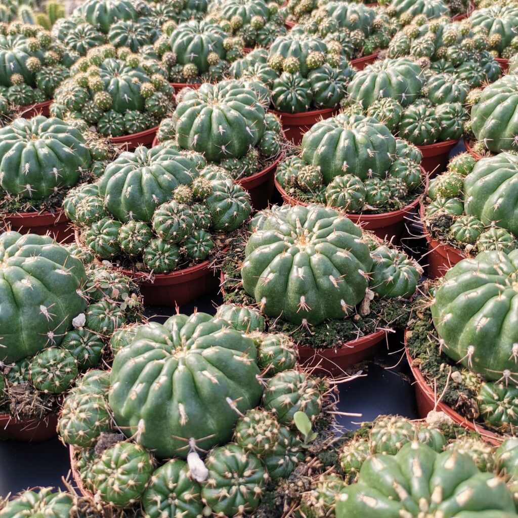 Кактус Матукана Польци (Cactus Matucana Polzii) D5см