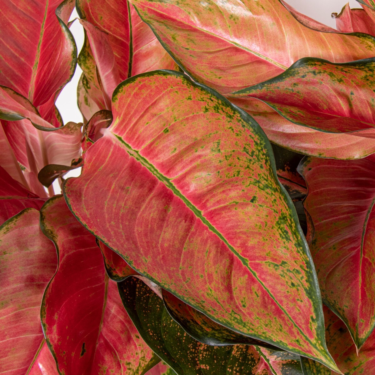 Аглаонема Чили Ред (Aglaonema Chili Red) D12см